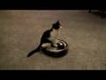 Cat Drives Roomba