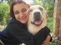 Nossos Labradores