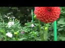 Camcorder tips: plan beginning/end dolly points