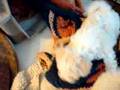 Bichón Boloñés video