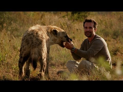 hyena