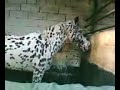 un nouvo ptit poulain a husssigny et un superbe cheval tacheter il est blanc ac des taches noires on dirait un cheval dalmatien kro bo :)