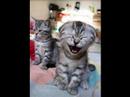 feuchtraumbeseitigung-muschi.html