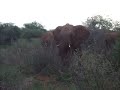 elephants elephants