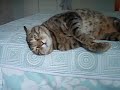 Mowgli the Cat