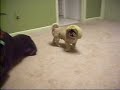 Doberman Pinschers and Pekingese Doberman Pinschers and Pekingese