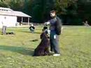 Boyero de Flandes video