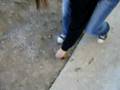 videos de Bye Bye Apple