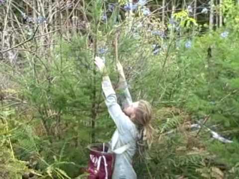 how to harvest elderberries