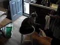 River Tam Wiley - amazing kitty tricks