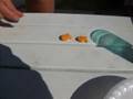 videos de Goldfish Attack