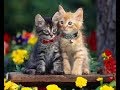 Cat's Duet - Duetto dei Gatti - G. Rossini