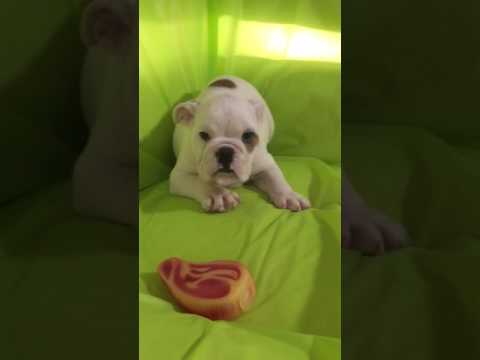 Video taken April 4, 2017. Female 2.