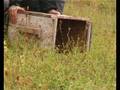 Liberazione di un Gatto Selvatico
