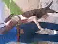 my horny dog my horny dog