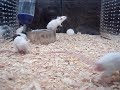 Go, Little Mouse.