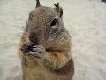 Is this a chipmunk or squirrel?