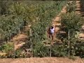 Italian friends teach traditional pasta and peach recipe with olive oil - BBC