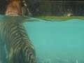 RAWWWR