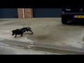 bike-hit-dog.html