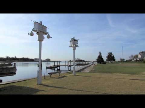 how to attract purple martins in ny