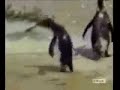crazy penguin crazy penguin