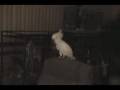 Cockatoo