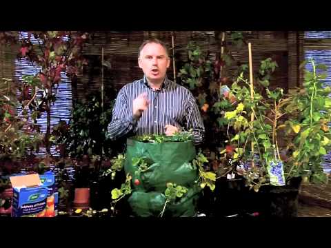 how to grow strawberries in a pot