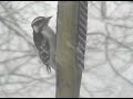 Bird Frenzy Bird Frenzy