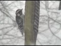 Bird Frenzy