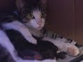 Wow SO CUTE! NEW BORN!