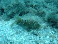 Striated frogfish Striated frogfish