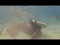 Killer Stingray Attack! (not really...)