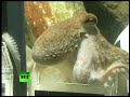 2010年のワールドカップの主役タコのパウルくんの勇姿を焼き付けろのサムネイル3