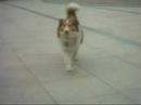 i will follow him