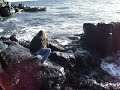 Aurora Finkle gathering yummy mussels!