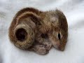 Baby Squirrel - Back Scratch