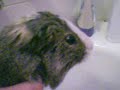 My guinea pig in the tub