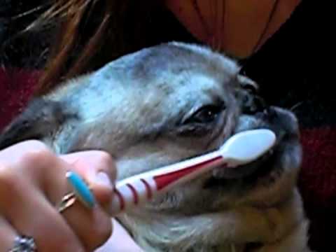 how to care pug puppy
