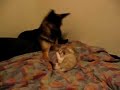 kimbo-slice-vs-zoe-kitten-german-shephard.html