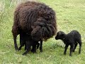Ouessant Sheep