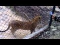 kanpur zoo live video