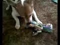 My Dog opening his Christmas gift My Dog opening his Christmas gift