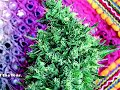 HIGH TIMES Magazine - December 2007 Issue Preview HIGH TIMES Magazine - December 2007 Issue Preview