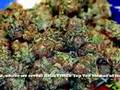 HIGH TIMES Magazine - December 2007 Issue Preview