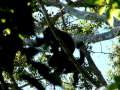 Bugios na Ilha Grande / Howler Monkeys from Ilha Grande,