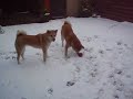 Chika en kami in de sneeuw Chika en kami in de sneeuw
