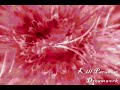 Kill Paradise - Dreamwork (w/ Lyrics)