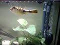 Gary the puffer