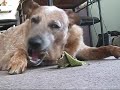 Charlie Daniels - The Fine Art of Peeling A Tennis Ball